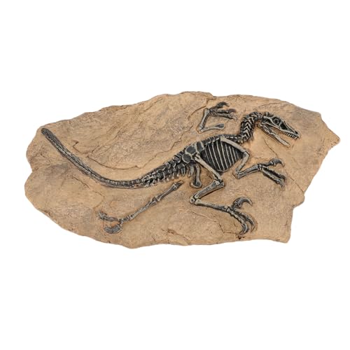 Fossile de dinosaure haute simulation réplique de musée 33cm