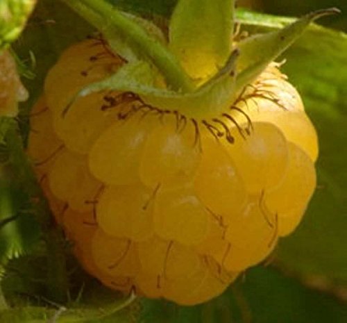 Preisvergleich Produktbild Himbeere Fallgold - Rubus idaeus