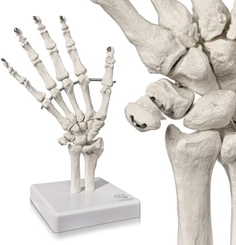 Human Hand Anatomical Skeleton Model with Articulated Joints