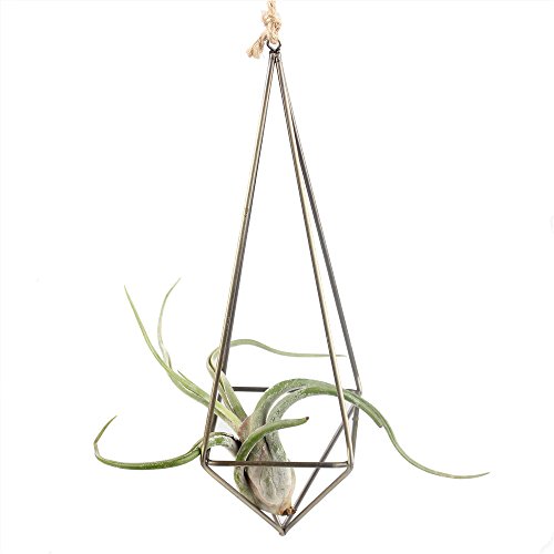 NCYP Rustic Style Freestanding Hanging Metal Tillandsia Air Plant Rack Bronze Color 10 inches Height Quadrilateral Pyramid Shape Geometric No Plants