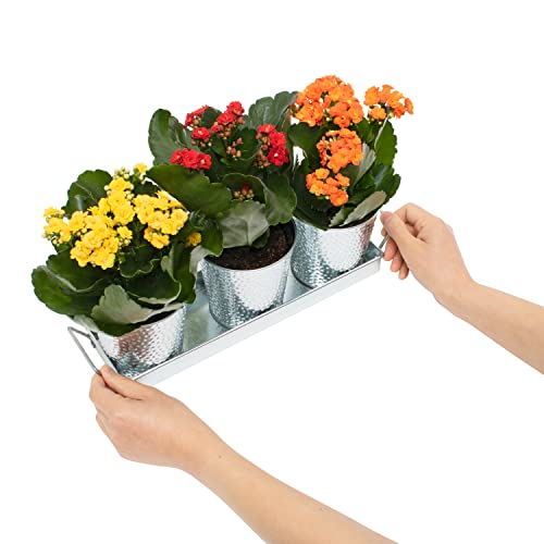 Saratoga Home Small Plant Pots With Drainage Holes Use As Herb Garden Planters, Shallow Planter, Succulent Or Flower Pots, Outdoor Indoor Planter Pots With Drainage & Tray, 3 Set Of 4 Inch Pots #TOP7