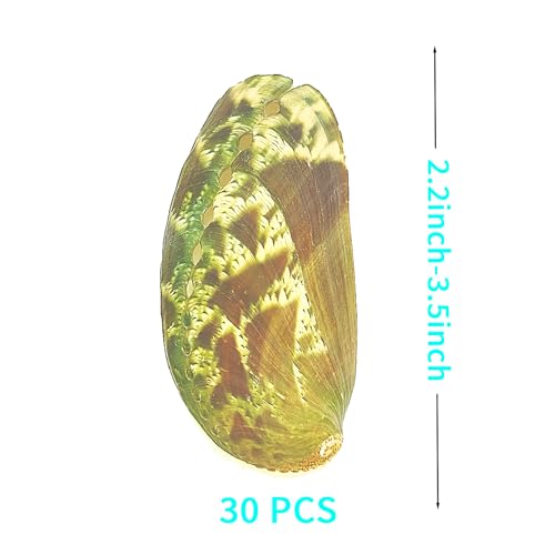 Conchas de abulón verde de 2.2-3.5 pulgadas con nácar natural iridiscente para arte 4