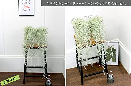 洋蘭　バンダ　1種2株　チランジア　ウスネオイデス　2束 洋蘭 バンダ 1種2株 チランジア ウスネオイデス 2束 Amazon｜【エア