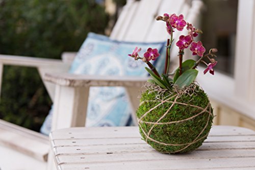 Supermoss (29346) Kokedama Planter, 4", Fresh Green #TOP7