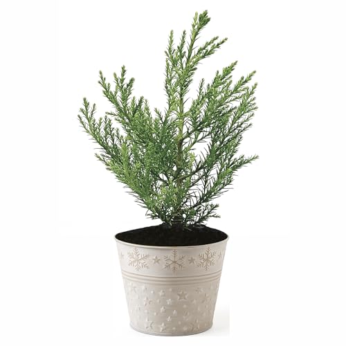 Seedeo Geschenk-Edition Baum im Sternentopf – 2-jährige Jungpflanze (Mammutbaum (Sequoiadendron giganteum))