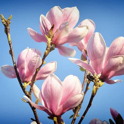 1 Saucer Magnolia Tree Live Plant For Planting, Fragrant Magnolia Plant Live 12 To 18 Inc Tall In Gallon Pot, Magnolia Flowers Bush Shrubs #TOP3