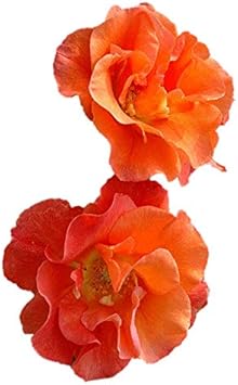 Amazon Co Jp バラ苗 プリンセスミチコ 国産大苗裸苗 フロリバンダ Fl 四季咲き中輪 オレンジ系 Diy 工具 ガーデン
