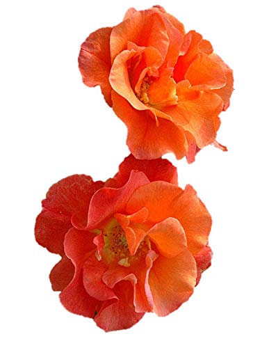 河田ばら園 バラと季節のアレンジ