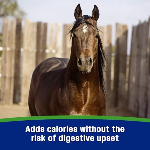 Farnam Weight Builder Horse Weight Support Supplement | Helps Maintain Optimal Body Condition | No Sugar Added | 30 Day Supply- 7.5 Pounds