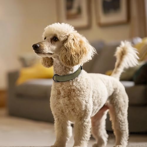 Image of Didog Soft PU Leather Dog Collar, Breathable Padded, Dark Green Neck 11-14 inch