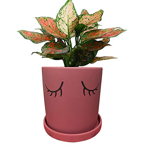 Terracotta Ceramic Plant Pot, 5.5 inch Cylinder Modern Ceramic Gardening Pots with Drainage Hole & Saucer for Plants Flower Succulent Indoor Yard Garden Home Office Decoration (Terracotta)