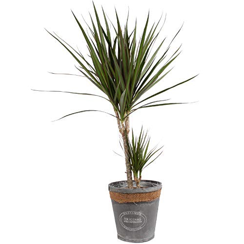 Botanicly - Indoor Plants/Trees – Dragon Tree (Dracaena Marginata) in Grey chipwood Pot - Height: 75 cm - Decorations for Living Room