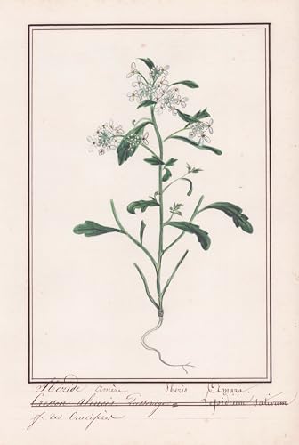 Iberis Amere / Iberis Amara - Botanik botany / Blume flower / Pflanze plant