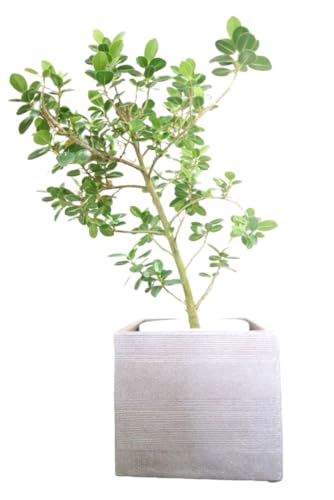 観葉植物 8号 ガジュマル」の人気商品一覧 | 安い商品を通販サイトから