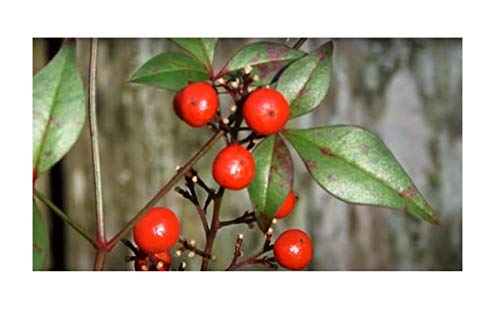 Stk - 10x Nandina domestica Himmelsbambus Strauch Pflanzen - Samen B1808 - Seeds Plants Shop Samenbank Pfullingen Patrik Ipsa - Image 8