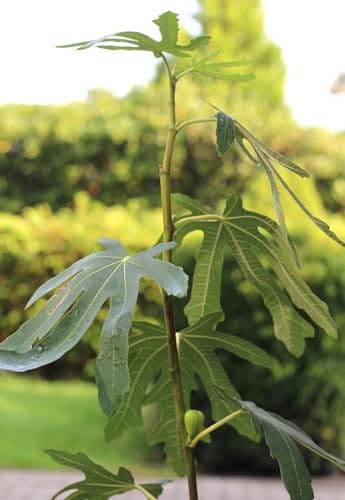 Ficus carica 'Brown Turkey' dolce fico autofruttante 40-60 cm resistente all'inverno