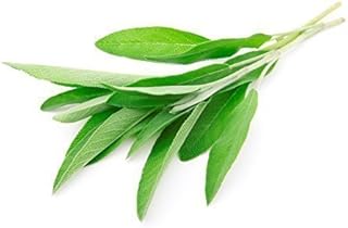 25 Lemon Lime Liftoff Tea Recipes for a Citrusy Kick 72 Organic Sage Clamshell