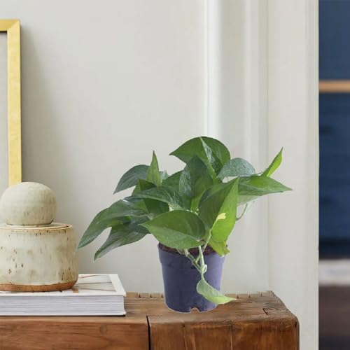 TreeGoo Green Lucky Money Plant with 4-Inch Black Pot - Easy Care, Air-Purifying Indoor Plant for Home and Office Decor