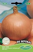 Oignon d'automne, jaune, à chair ferme, de bonne conservation. Semer sur rangs espacés de 30 cm. Après levée, éclaircir à 15 cm. Variété très résistante au froid. Très résistant au gel Germination en environ 25 jours Facile à cultiver