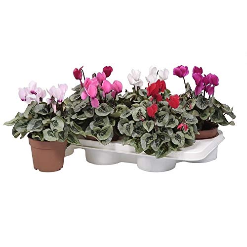 Pack 6 Ciclamen con Flor Color Variado Cyclamen Persicum Plantas Naturales Pack Ahorro
