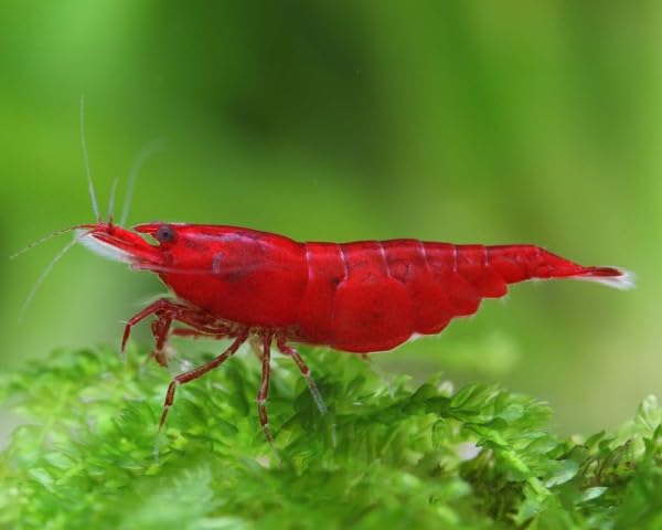 10x Live Red Fire/Bloody Mary Shrimp Neocaridina Heteropoda, Freshwater Aquarium HIGH GRADE MIXED SEX 1.5cm