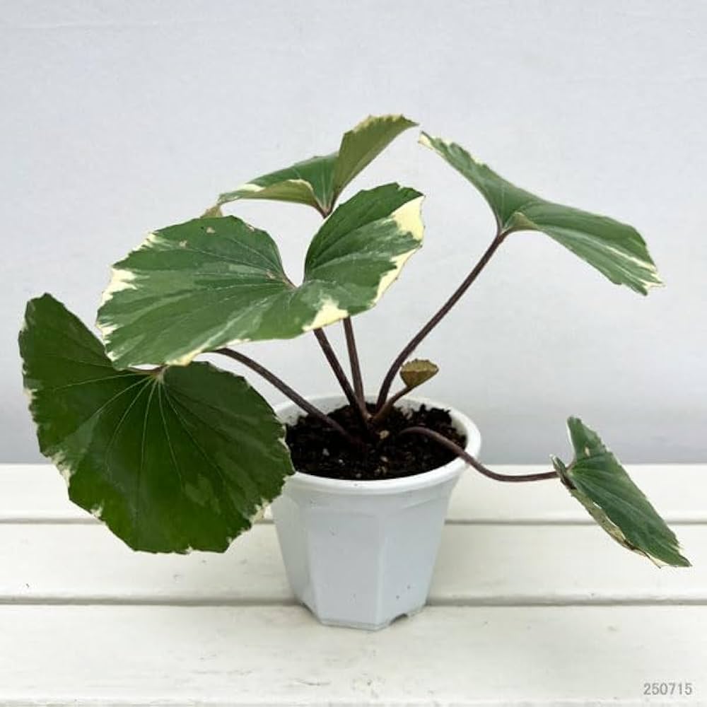 Amazon.co.jp: ツワブキ：浮雲錦（うきぐもにしき）4号ポット [安定