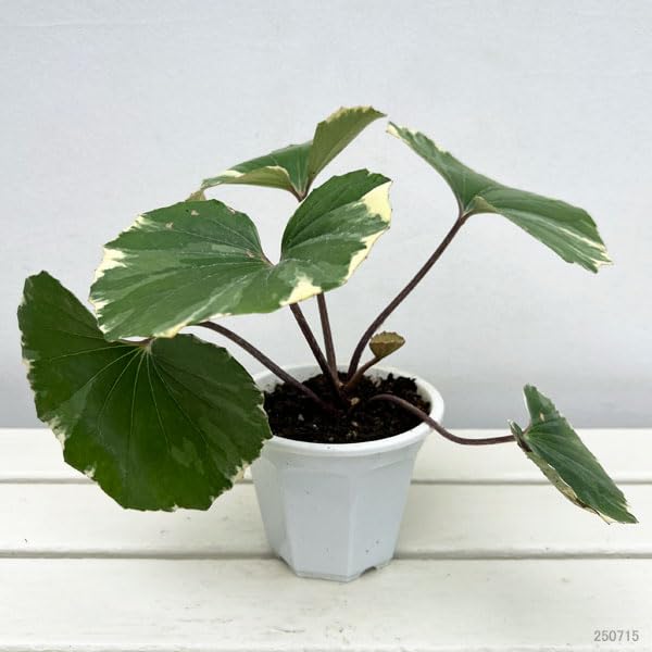 Amazon.co.jp: ツワブキ：浮雲錦（うきぐもにしき）4号ポット [安定