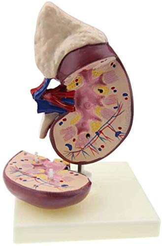 Modello anatomico della Rete - Modello renale Umano - Anatomia Rimovibile degli organanti Umani - per Studio del Modello Medico, Forniture di Laboratorio