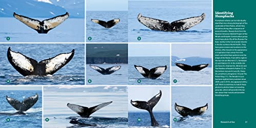 Encyclopedia of Whales, Dolphins and Porpoises