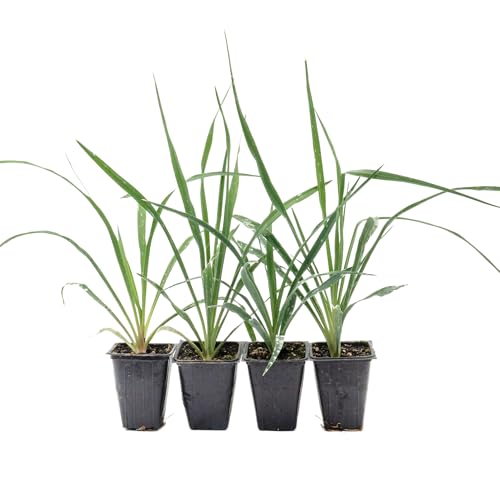 4 Adam’s Needle Yucca (Yucca filamentosa) | Evergreen Perennial with Sword-Like Foliage and Hardy Growth Habit | 3.5” Nursery Cubes, Ready-to-Plant Live Starter Plants