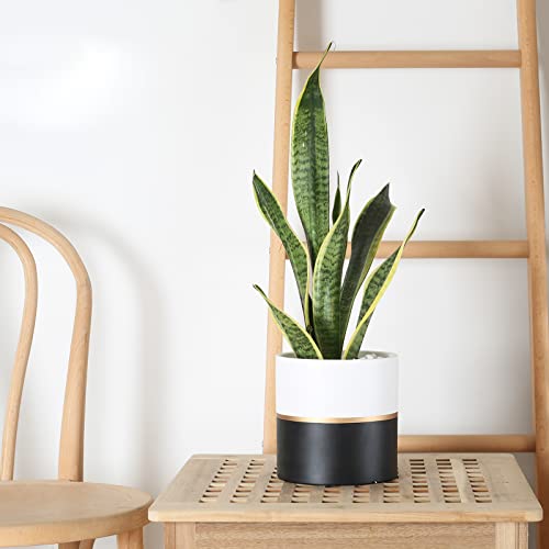 Ghitine Plant Pots Indoor 4.7 Inch Ceramic Planters, Matte Flower Pots With Drainage Hole For Home Office Decor (Black, White, With Gold Stripe) #TOP3