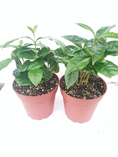 Two Arabica Coffee Bean Plant 4" Pot Grow & Brew Your Own Coffee Beans