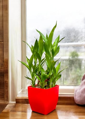 Image of Two layer lucky bamboo | For Living Room or Office table | indoor plants for good luck and air purification (Bamboo Plastic Red Pot)