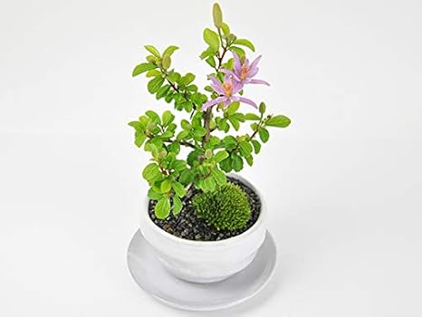 Amazon Co Jp 盆栽 ギフト ミニ睡蓮木 白丸陶器鉢 万古焼 受け皿付き 父の日 母の日 贈り物 プレゼント Diy 工具 ガーデン