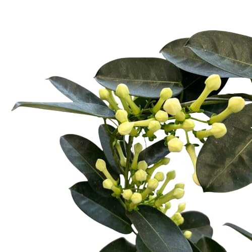 Stephanotis Floribunda o Jazmín de Madagascar Natural Planta Ornamental y Aromática