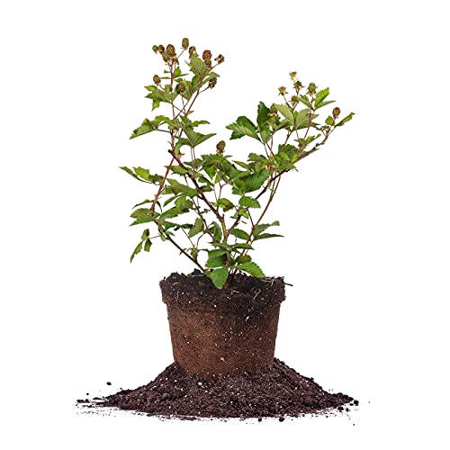 Perfect Plants Ouachita Thornless BlackBerry Bush 1 Gal. Pot Extremely Hardy Large Sweet Berries