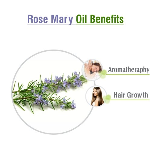 Image of Salvia Rosemary Oil (Rosmarinus officinalis) Essential Oil for Aromatherapy & DIY Blends - Herbal Oil for Skincare, Massage & Fragrance Use - 50 ml / 1.69 fl oz