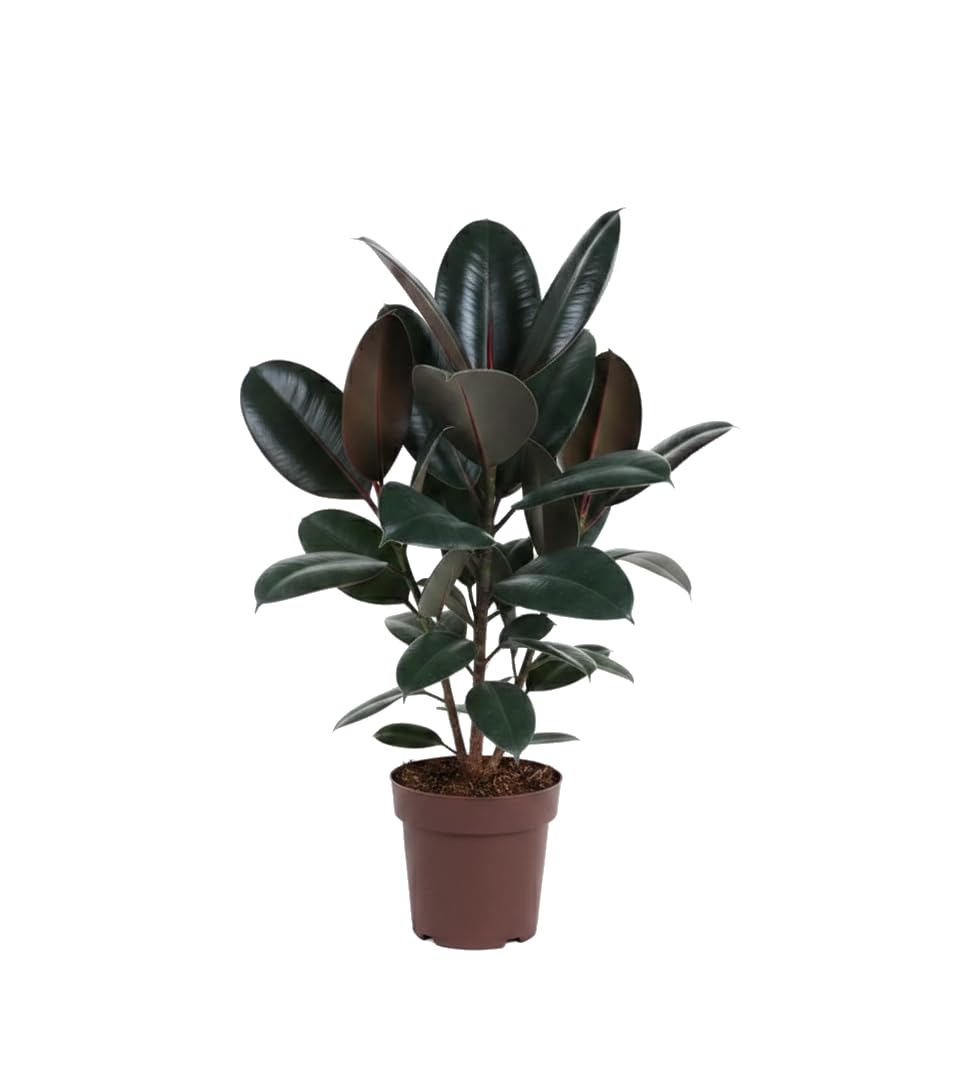Ficus Elastica Abidjan Planta del Caucho DECOALIVE - Maceta 17 cm Altura 55 cm Planta Natural para Hogar y Oficina