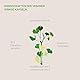 Kurkraft Ginkgo Biloba - 365 Kapseln OHNE Trennmittel - 50:1 Extrakt - Flavonglykoside + Ginkgolid-Terpenlactone - unter 1ppm Ginkgolsäure - Vegan
