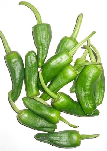 DECOALIVE Semillas de Pimiento de Padrón Verdura Típica Naciona Unos Pican y Otros No