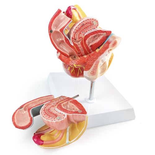 Image of Human Female Genitalia Organ Anatomical Model, Life-Size 4 Parts Female Genital System Anatomical Model with Colorful Manual and Stand for Medical Science Education Study or Teaching
