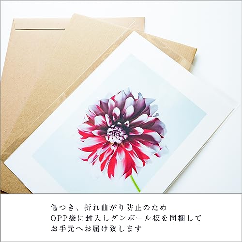 Fragsphere 日常を彩る 花のポスター HANASUGATAシリーズ ダリア 赤 余白あり A4サイズ 210×297mm 日本製 フレームなしタイプ インテリア FWM-001A [5]
