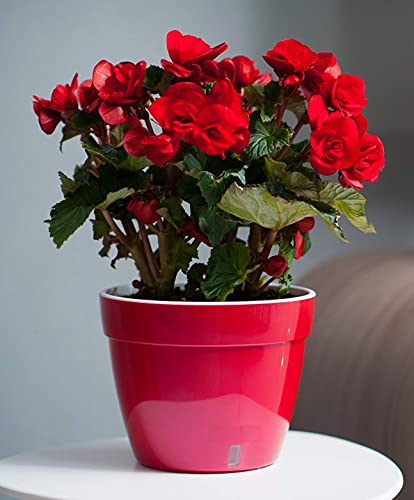 Potly - 12.6" Self Watering Planter With Water Level Indicator For Indoor/Outdoor Flower Plant Pot In Green - Gold/White #TOP5