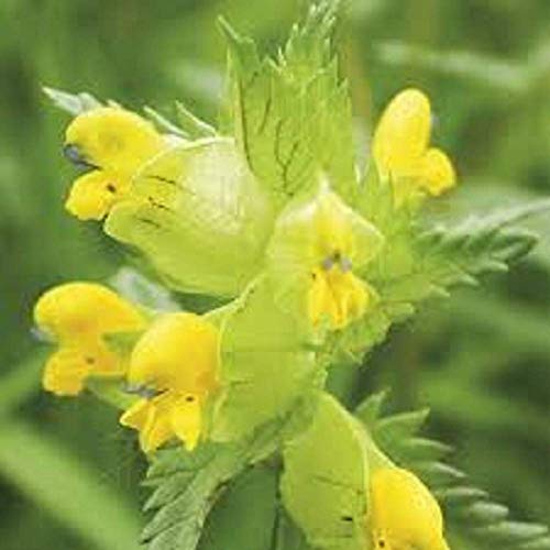 Wildflower - Yellow Rattle - 1200 Seeds
