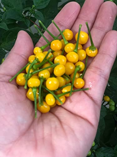 Aji Charapita Pepper Sauce "Liquid Gold" 1.7oz image 4
