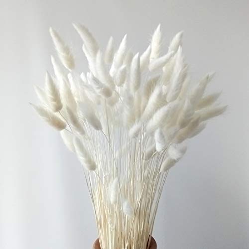 GHY Decor100 Stems Bunny Tail Grass Lagurus Ovatus Dried Rabbit Tail Flower - White - Sent from US