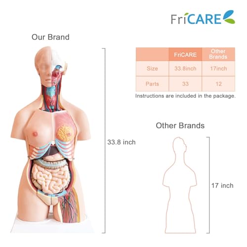 Image of FriCARE Human Body Anatomy Torso Model, 33.8 inch for Medical Students Teaching