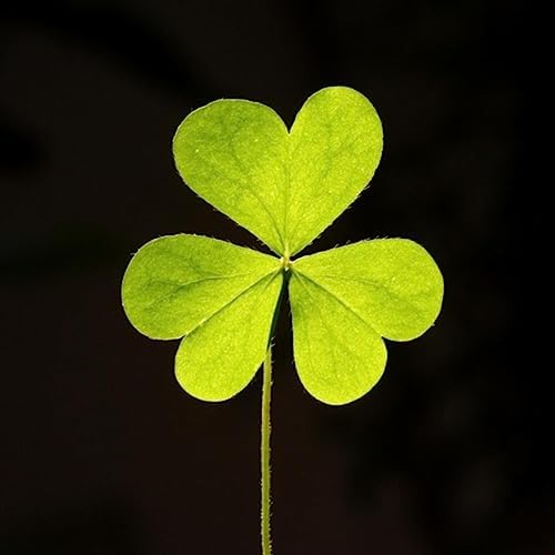 Play Get Your Irish Up (Live) by Danny Boy Patnode on Amazon Music