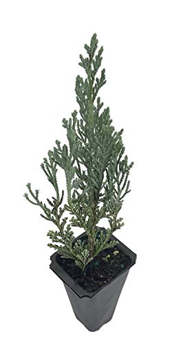 Moonglow Juniper - 3 Live Trees - Juniperus Scopulorum