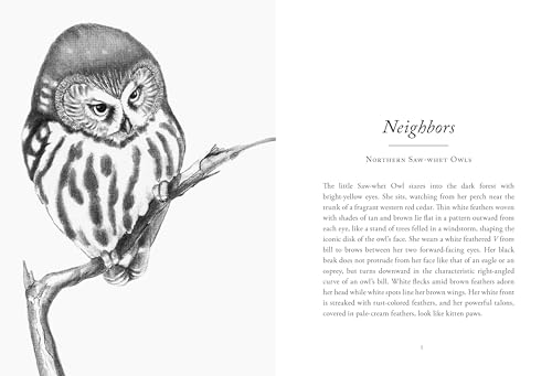 Image of The Hidden Lives of Owls: The Science and Spirit of Nature's Most Elusive Birds